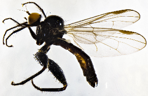  ( - BI9E)  @13 [ ] CreativeCommons  Attribution (by) (2019) Emma Wahlberg Swedish Museum of Natural History