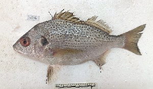  ( - SL02c)  @11 [ ] copyright © (2025) Jean-Dominique Durand Institut de recherche pour le developpement, France