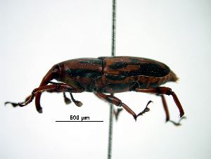  (Metamasius hemipterus - CCDB-29861-C01)  @14 [ ] creative commons  non-commercial only (2017) Servicio Nacional de Sanidad Agraria del Peru Servicio Nacional de Sanidad Agraria del Peru