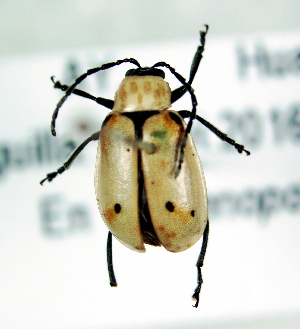  ( - CCDB-29863-D07)  @12 [ ] creative commons  non-commercial only (2017) Servicio Nacional de Sanidad Agraria del Peru Servicio Nacional de Sanidad Agraria del Peru