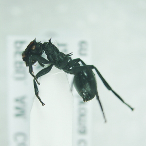  ( - CCDB-29863-H09)  @13 [ ] creative commons  non-commercial only (2017) Servicio Nacional de Sanidad Agraria del Peru Servicio Nacional de Sanidad Agraria del Peru