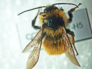 (Bombus opifex - CCDB-29867-H05)  @11 [ ] creative commons  non-commercial only (2018) Servicio Nacional de Sanidad Agraria del Peru Servicio Nacional de Sanidad Agraria del Peru