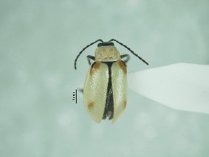  ( - CCDB-29870-F02)  @12 [ ] creative commons  non-commercial only (2017) Servicio Nacional de Sanidad Agraria del Peru Servicio Nacional de Sanidad Agraria del Peru