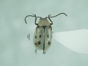  ( - CCDB-29870-F03)  @12 [ ] creative commons  non-commercial only (2017) Servicio Nacional de Sanidad Agraria del Peru Servicio Nacional de Sanidad Agraria del Peru