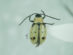  ( - CCDB-29870-F04)  @12 [ ] creative commons  non-commercial only (2017) Servicio Nacional de Sanidad Agraria del Peru Servicio Nacional de Sanidad Agraria del Peru