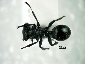  ( - CI-F11)  @13 [ ] creative commons  non-commercial only (2017) Servicio Nacional de Sanidad Agraria del Peru Servicio Nacional de Sanidad Agraria del Peru