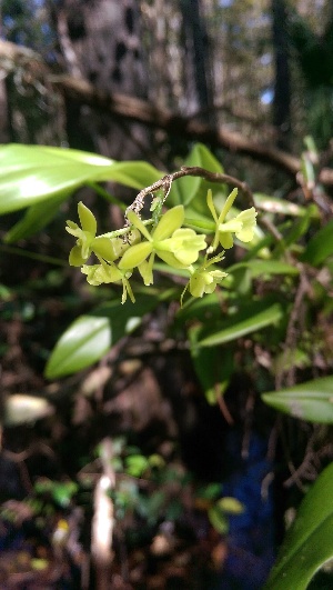  (Epidendrum amphistomum - KB238)  @11 [ ] Unspecified (default): All Rights Reserved  Unspecified Unspecified
