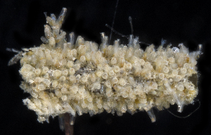  (Amathia gracilis - SERCINVERT2884)  @11 [ ] by-nc-sa (2018) Robert Aguilar Smithsonian Environmental Research Center