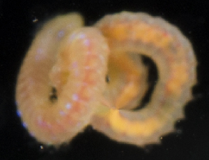  (Scoletoma tenuis - SERCINVERT2153)  @11 [ ] by-nc-sa (2018) Robert Aguilar Smithsonian Environmental Research Center