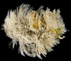  (Bugula stolonifera - SERCINVERT2862)  @11 [ ] by-nc-sa (2018) Robert Aguilar Smithsonian Environmental Research Center