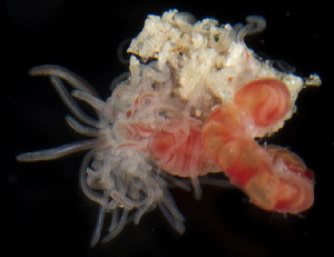  ( - SERCINVERT2322)  @11 [ ] by-nc-sa (2018) Robert Aguilar Smithsonian Environmental Research Center