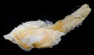  (Cyrtopleura - SERCINVERT2876)  @11 [ ] by-nc-sa (2018) Robert Aguilar Smithsonian Environmental Research Center