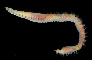  (Leitoscoloplos sp. RA04 - SERCINVERT2856)  @11 [ ] by-nc-sa (2018) Robert Aguilar Smithsonian Environmental Research Center