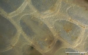  ( - SERCINVERT2235)  @11 [ ] by-nc-sa (2018) Robert Aguilar Smithsonian Environmental Research Center