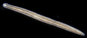  (Tetrastemma elegans - SERCINVERT2931)  @11 [ ] by-nc-sa (2018) Robert Aguilar Smithsonian Environmental Research Center