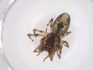  ( - CBG-A37902-G06)  @11 [ ] CreativeCommons - Attribution Share - Alike (2024) Centre for Biodiversity Genomics Centre for Biodiversity Genomics