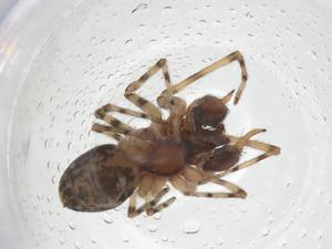  ( - CBG-A37903-H06)  @11 [ ] CreativeCommons - Attribution Share - Alike (2024) Centre for Biodiversity Genomics Centre for Biodiversity Genomics