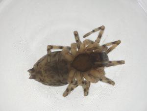  ( - CBG-A37904-D12)  @11 [ ] CreativeCommons - Attribution Share - Alike (2024) Centre for Biodiversity Genomics Centre for Biodiversity Genomics