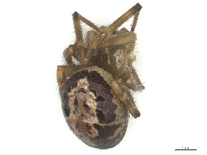  ( - CBG-B00075-B02)  @11 [ ] CreativeCommons - Attribution Share - Alike (2025) CBG Photography Group Centre for Biodiversity Genomics