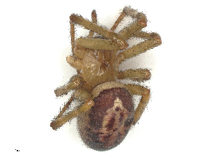  ( - CBG-B00075-B11)  @11 [ ] CreativeCommons - Attribution Share - Alike (2025) CBG Photography Group Centre for Biodiversity Genomics