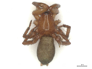  ( - CBG-B00075-G12)  @11 [ ] CreativeCommons - Attribution Share - Alike (2025) CBG Photography Group Centre for Biodiversity Genomics