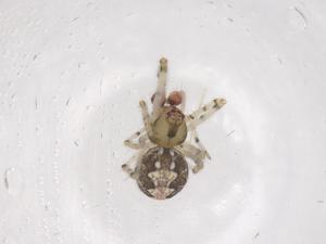  ( - CBG-B00756-G09)  @11 [ ] CreativeCommons - Attribution Share - Alike (2025) Centre for Biodiversity Genomics Centre for Biodiversity Genomics