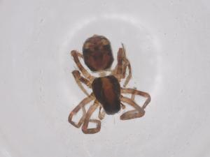  ( - CBG-B00799-B11)  @11 [ ] CreativeCommons - Attribution Share - Alike (2025) Centre for Biodiversity Genomics Centre for Biodiversity Genomics