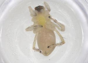  ( - CBG-B00800-C12)  @11 [ ] CreativeCommons - Attribution Share - Alike (2025) Centre for Biodiversity Genomics Centre for Biodiversity Genomics