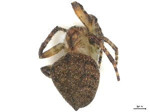  ( - CBG-B00902-A07)  @11 [ ] CreativeCommons - Attribution Share - Alike (2025) CBG Photography Group Centre for Biodiversity Genomics