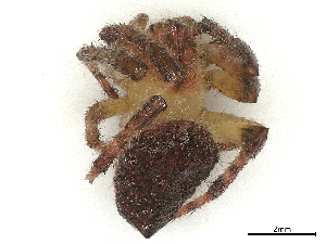  ( - CBG-B00902-C09)  @11 [ ] CreativeCommons - Attribution Share - Alike (2025) CBG Photography Group Centre for Biodiversity Genomics