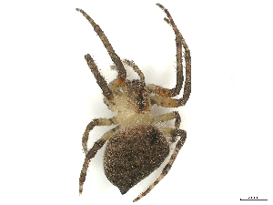  ( - CBG-B00902-F12)  @11 [ ] CreativeCommons - Attribution Share - Alike (2025) CBG Photography Group Centre for Biodiversity Genomics