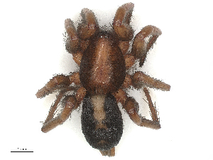  ( - CBG-B01011-D02)  @11 [ ] CreativeCommons - Attribution Share - Alike (2025) CBG Photography Group Centre for Biodiversity Genomics