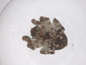  ( - CBG-B01044-H04)  @11 [ ] CreativeCommons - Attribution Share - Alike (2025) Centre for Biodiversity Genomics Centre for Biodiversity Genomics