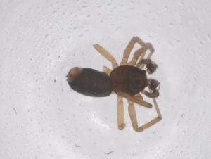  ( - CBG-B01045-G10)  @11 [ ] CreativeCommons - Attribution Share - Alike (2025) Centre for Biodiversity Genomics Centre for Biodiversity Genomics