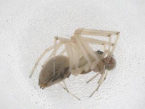  ( - CBG-B01048-B12)  @11 [ ] CreativeCommons - Attribution Share - Alike (2025) Centre for Biodiversity Genomics Centre for Biodiversity Genomics