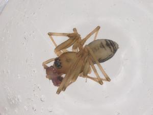  ( - CBG-B01332-C08)  @11 [ ] CreativeCommons - Attribution Share - Alike (2025) Centre for Biodiversity Genomics Centre for Biodiversity Genomics