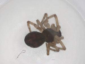  ( - CBG-B02103-A03)  @11 [ ] CreativeCommons - Attribution Share - Alike (2025) Centre for Biodiversity Genomics Centre for Biodiversity Genomics