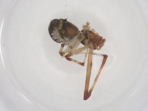  ( - CBG-B02103-B02)  @11 [ ] CreativeCommons - Attribution Share - Alike (2025) Centre for Biodiversity Genomics Centre for Biodiversity Genomics