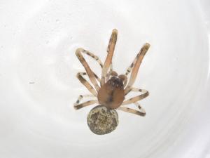  ( - CBG-B02103-F01)  @11 [ ] CreativeCommons - Attribution Share - Alike (2025) Centre for Biodiversity Genomics Centre for Biodiversity Genomics