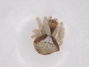  ( - CBG-B02104-C02)  @11 [ ] CreativeCommons - Attribution Share - Alike (2025) Centre for Biodiversity Genomics Centre for Biodiversity Genomics