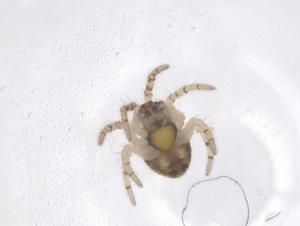  ( - CBG-B02104-H05)  @11 [ ] CreativeCommons - Attribution Share - Alike (2025) Centre for Biodiversity Genomics Centre for Biodiversity Genomics