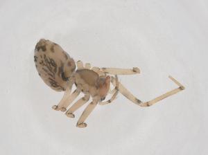  ( - CBG-B02105-B07)  @11 [ ] CreativeCommons - Attribution Share - Alike (2025) Centre for Biodiversity Genomics Centre for Biodiversity Genomics