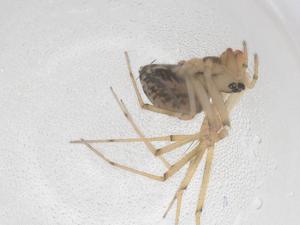  ( - CBG-B02105-B12)  @11 [ ] CreativeCommons - Attribution Share - Alike (2025) Centre for Biodiversity Genomics Centre for Biodiversity Genomics