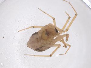  ( - CBG-B02312-H11)  @11 [ ] CreativeCommons - Attribution Share - Alike (2025) Centre for Biodiversity Genomics Centre for Biodiversity Genomics