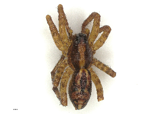  ( - CBG-B02344-E07)  @11 [ ] CreativeCommons - Attribution Share - Alike (2025) CBG Photography Group Centre for Biodiversity Genomics