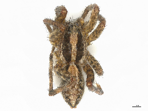  ( - CBG-B02503-C12)  @11 [ ] CreativeCommons - Attribution Share - Alike (2025) CBG Photography Group Centre for Biodiversity Genomics