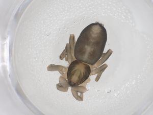  ( - CBG-B02507-C04)  @11 [ ] CreativeCommons - Attribution Share - Alike (2025) Centre for Biodiversity Genomics Centre for Biodiversity Genomics