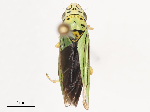  ( - CBG-B04123-A06)  @11 [ ] CreativeCommons - Attribution Share - Alike (2025) CBG Photography Group Centre for Biodiversity Genomics