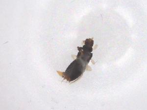  ( - CBG-B05005-F09)  @11 [ ] CreativeCommons - Attribution Share - Alike (2025) Centre for Biodiversity Genomics Centre for Biodiversity Genomics