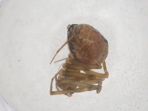  ( - CBG-B05049-A02)  @11 [ ] CreativeCommons - Attribution Share - Alike (2025) Centre for Biodiversity Genomics Centre for Biodiversity Genomics